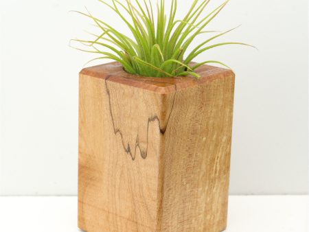 Wood Burl  Air Plant Holder - Averie (Wood Burl, 673084) Online Hot Sale