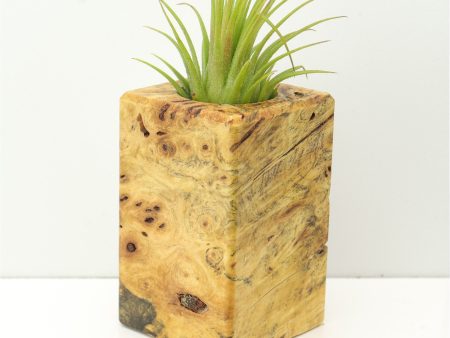 Wood Burl  Air Plant Holder - Rylie (Wood Burl, 673980) For Cheap