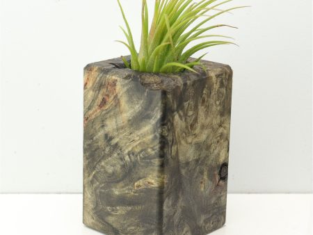 Wood Burl  Air Plant Holder - Paulina (Wood Burl, 673979) Cheap