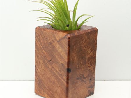 Wood Burl  Air Plant Holder - Bertha (Wood Burl, 673991) For Discount