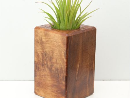 Wood Burl  Air Plant Holder - Noelle (Wood Burl, 673989) Online