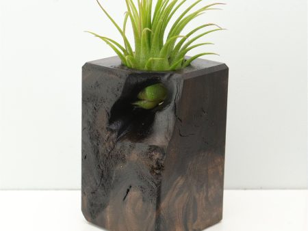 Wood Burl  Air Plant Holder - Adelyn (Wood Burl, 673990) Online now