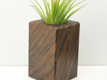 Wood Burl  Air Plant Holder - Amara (Wood Burl, 673133) Online now