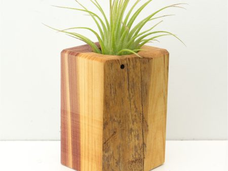 Wood Burl  Air Plant Holder - Nolan (Wood Burl, 674667) Online now