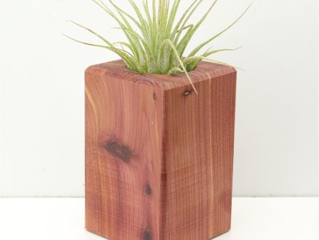 Wood Burl  Air Plant Holder - Braxton (Wood Burl, 674644) For Cheap