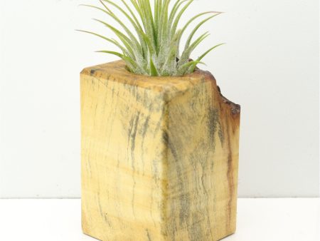 Wood Burl  Air Plant Holder - Christina (Wood Burl, 673111) on Sale