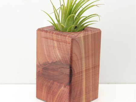 Wood Burl  Air Plant Holder - Becky (Wood Burl, 674653) Fashion