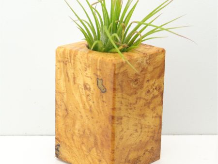 Wood Burl  Air Plant Holder - Peggy (Wood Burl, 673120) Online Hot Sale