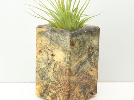 Wood Burl  Air Plant Holder - Parker (Wood Burl, 674656) Online