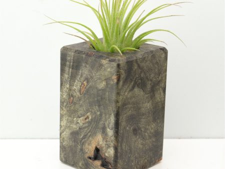 Wood Burl  Air Plant Holder - Quinton (Wood Burl, 674668) Sale