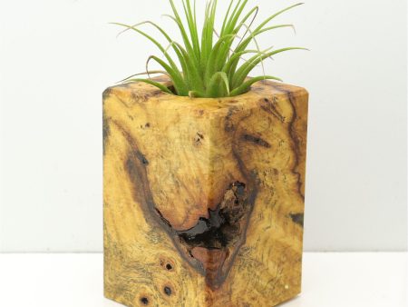 Wood Burl  Air Plant Holder - Shirley (Wood Burl, 673116) on Sale