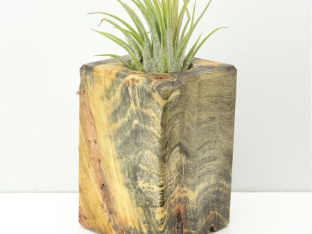 Wood Burl  Air Plant Holder - Cheyanne (Wood Burl, 673103) Discount