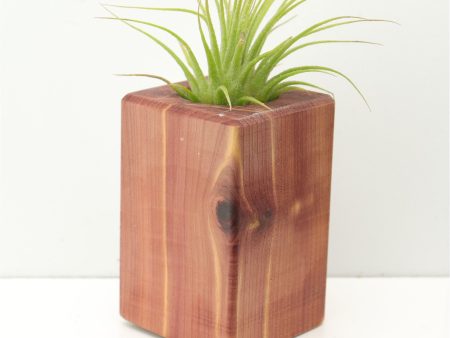 Wood Burl  Air Plant Holder - Bernadette (Wood Burl, 674669) Discount