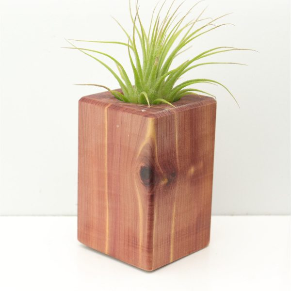 Wood Burl  Air Plant Holder - Bernadette (Wood Burl, 674669) Discount