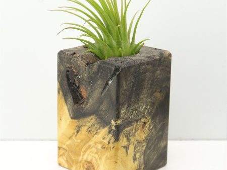 Wood Burl  Air Plant Holder - Peyton (Wood Burl, 673992) Online Sale