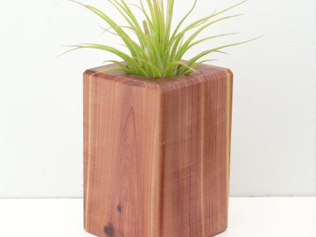 Wood Burl  Air Plant Holder - Aidan (Wood Burl, 674659) on Sale