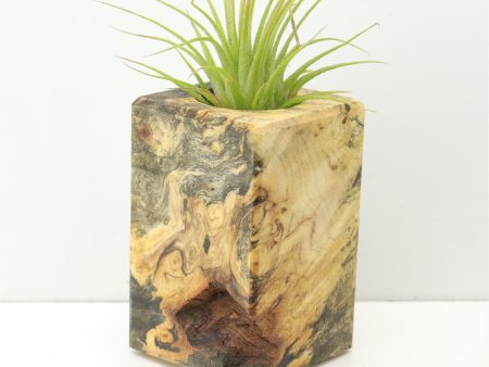 Wood Burl  Air Plant Holder - Brad (Wood Burl, 674665) Online