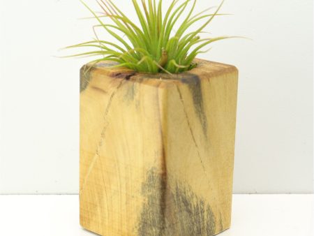 Wood Burl  Air Plant Holder - Carolina (Wood Burl, 673083) For Cheap