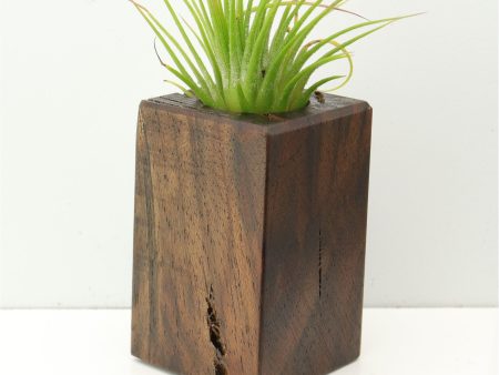 Wood Burl  Air Plant Holder - Cassandra (Wood Burl, 673123) Online