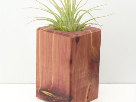 Wood Burl  Air Plant Holder - Rosemary (Wood Burl, 674638) Supply