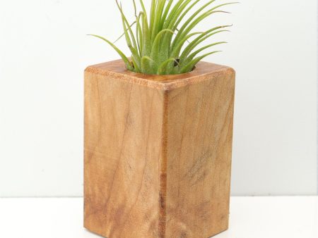 Wood Burl  Air Plant Holder - Quinton (Wood Burl, 674652) Discount