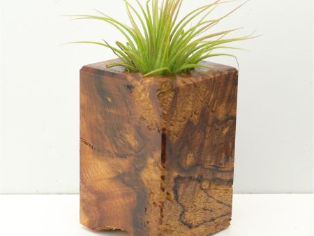 Wood Burl  Air Plant Holder - Niko (Wood Burl, 673145) Supply