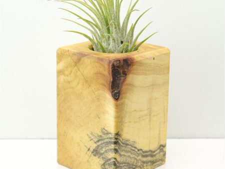 Wood Burl  Air Plant Holder - Rebecca (Wood Burl, 673102) Sale