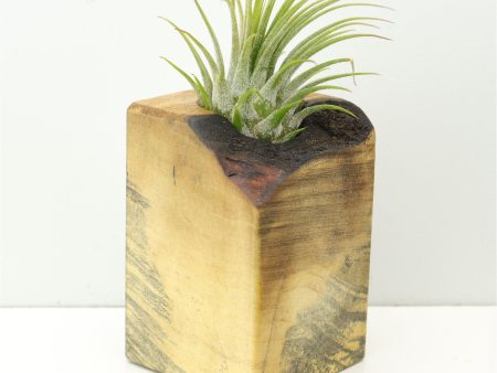 Wood Burl  Air Plant Holder - Brynn (Wood Burl, 673113) Online Sale