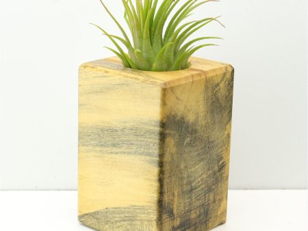 Wood Burl  Air Plant Holder - Noel (Wood Burl, 673089) Online now