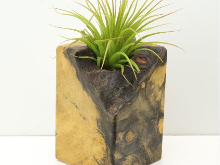 Wood Burl  Air Plant Holder - Ollie (Wood Burl, 673090) Online