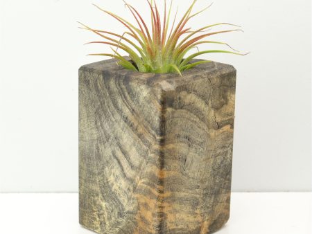 Wood Burl  Air Plant Holder - Carolina (Wood Burl, 671231) Fashion