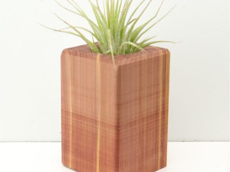 Wood Burl  Air Plant Holder - Ryder (Wood Burl, 674643) Sale