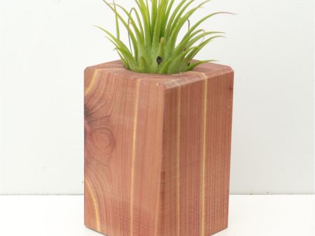 Wood Burl  Air Plant Holder - Chad (Wood Burl, 674651) Discount