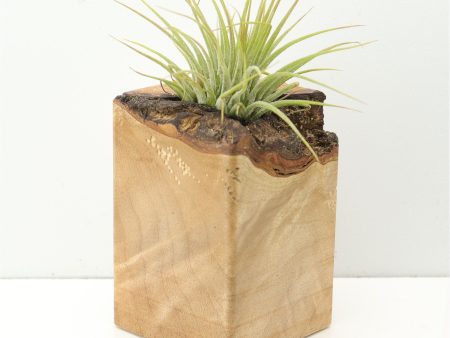 Wood Burl  Air Plant Holder - Nikolas (Wood Burl, 673109) Online now