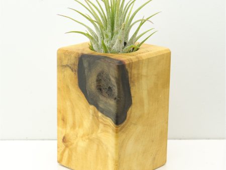 Wood Burl  Air Plant Holder - Brittney (Wood Burl, 673101) Supply