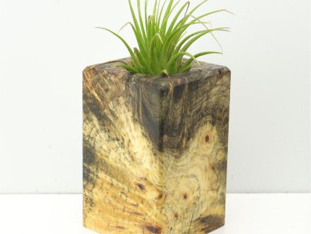 Wood Burl  Air Plant Holder - Ramon (Wood Burl, 673117) Hot on Sale