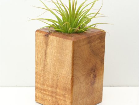 Wood Burl  Air Plant Holder - Sheree (Wood Burl, 673091) Fashion