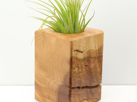 Wood Burl  Air Plant Holder - Santiago (Wood Burl, 673129) Fashion